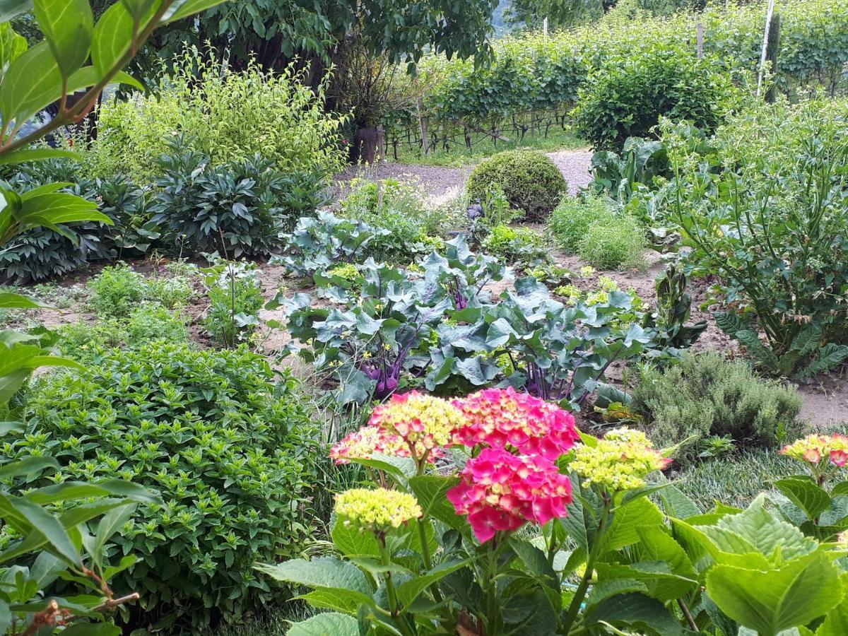 Weingut Weidlhof - Suite & Breakfast - Vacation For Wine Lovers Caldaro Eksteriør billede